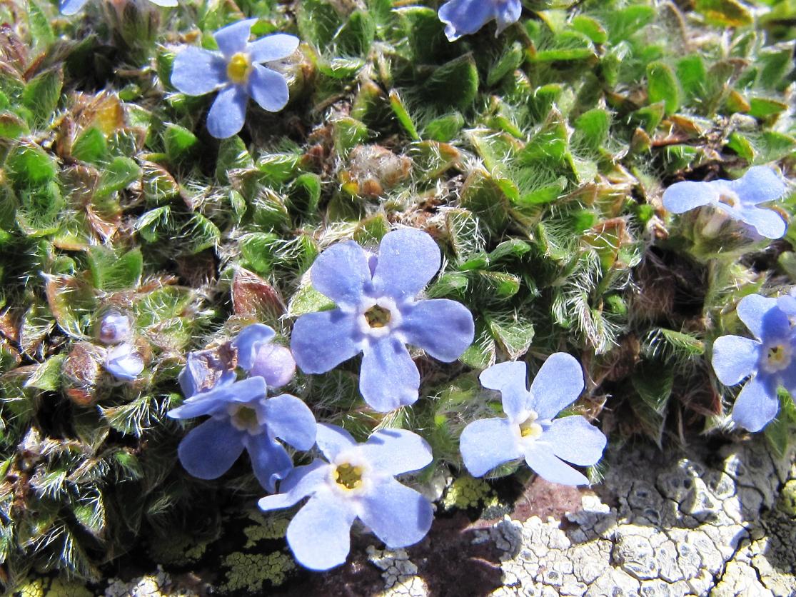 Eritrichium nanum / Non ti scordar di me nano